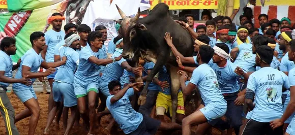 With 1,000 bulls participating, 53 people injured at Jallikattu event in Tamil Nadu's Madurai