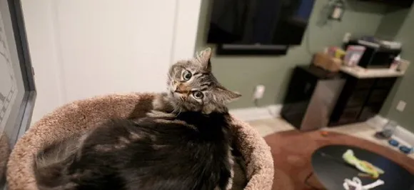 Silicon Valley man pays Rs 1 lakh rent for his two cats, internet is triggered with the cat-lover 