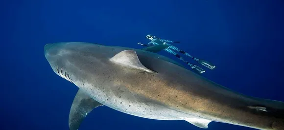 Divers in Hawaii discover what they believe is the â€˜biggest great white-sharkâ€™ ever on record 
