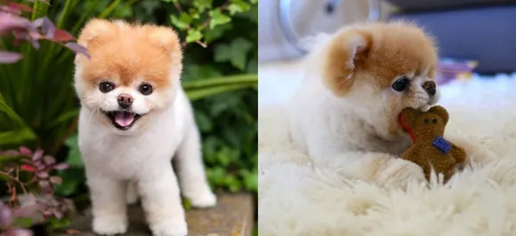 Internet sensation and worldâ€™s cutest dog Boo dies at 12