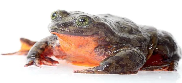 Worldâ€™s loneliest frog finally has a date this Valentineâ€™s Day after 10 years of waiting