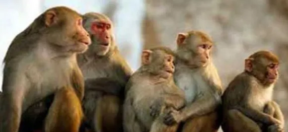 After gene-edited human babies, China clones five gene-edited monkeys for Alzheimer's research