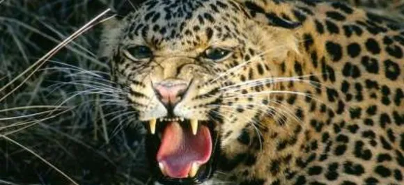 Watch: Heart-stopping moment when leopard nearly-mauled man in Maharashtraâ€™s Nashik