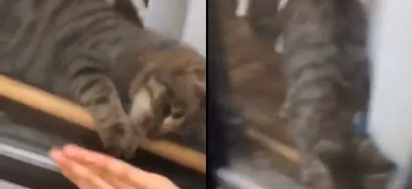 VIDEO: Cat comes to rescue and unlocks door for its owner stuck outside