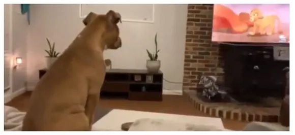 WATCH| This dogâ€™s emotional reaction to Musafaâ€™s death in Lion King is all of us