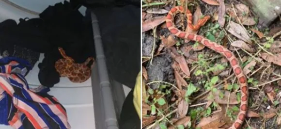 Florida woman finds snake inside dryer, video of her running away goes viral