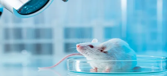 Scientists lend mice 'night vision', allows to see infrared light with minimal side effects
