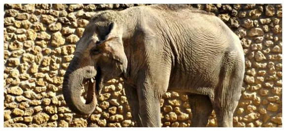 Worldâ€™s saddest elephant, Flavia dies at zoo after an agonizing 43 years of solitary confinement