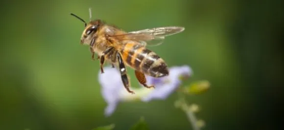 Fun fact! Honey bees may tell how clean your city is