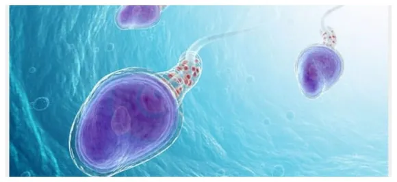 Worldâ€™s oldest semen frozen for 50 years still functional, used to impregnate sheep
