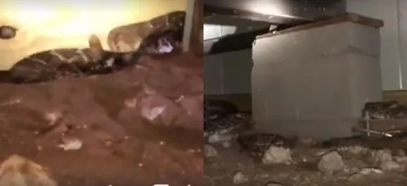 Texas man spots 45 rattlesnakes under his home, watch this spine-chilling video