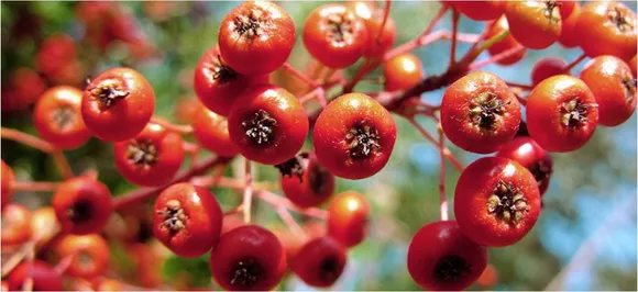Hereâ€™s how 'Christmas berry' plant compound may help fight eye cancer