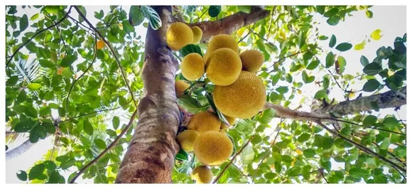 'Ugly, smelly, unharvested pest-plant': How British daily described jackfruit