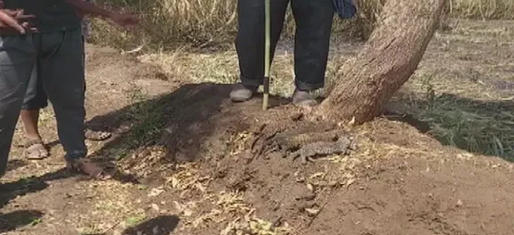 Five leopard cubs killed as 'trash' burnt in Maharashtra sugarcane field
