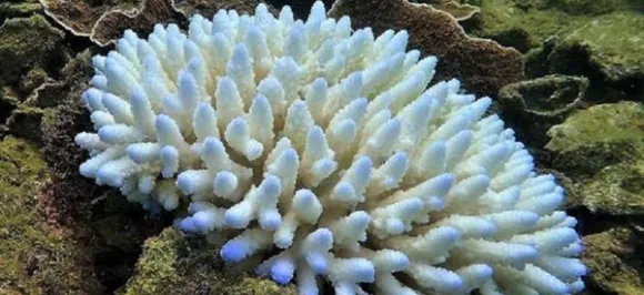 Great Barrier Reef, world's largest living structure, suffer worst damage due to global warming