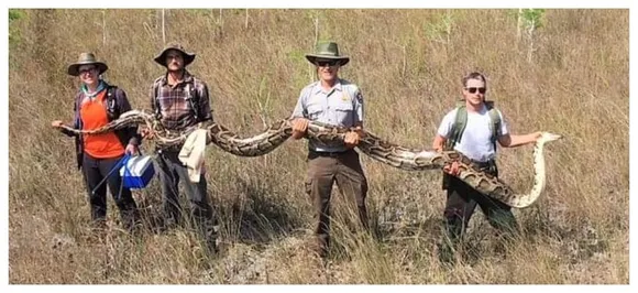 At 17 feet long, this is the biggest python ever captured by snake hunters