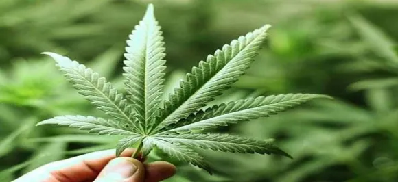 Discovery of 'death switch' mechanism in plants may yield stronger crops: Scientists