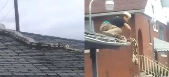 Watch VIDEO: 18-feet python slithers on garage roof in Detroit