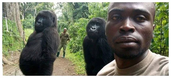 Gorilla cool! Atten-hut selfie of giant primates with anti-poaching officers gain netizens respect