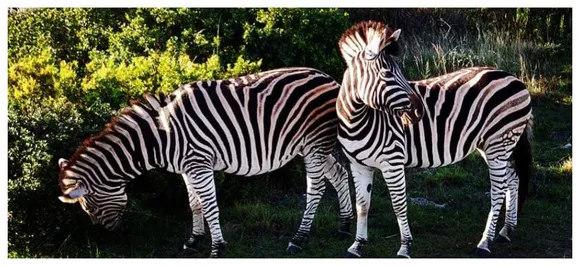 Earth Day 2019: Animals that are teetering on edge of extinction