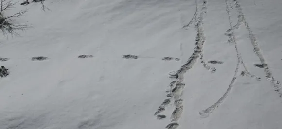 Achhe din more elusive: Akhilesh Yadav's dig at Modi over Army's yeti spotting claim