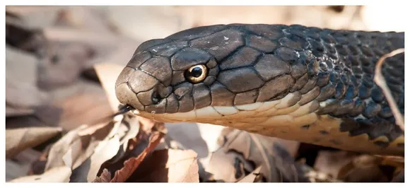 Unbelievable! Snake bites man but it dies, medical apathy â€˜killsâ€™ man 