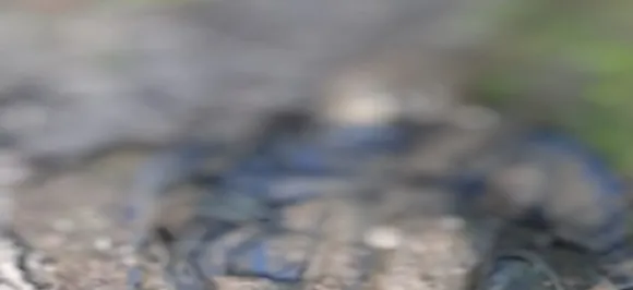 Unidentified body of suspected terrorist recovered from Sellu in Sopore area of Baramulla