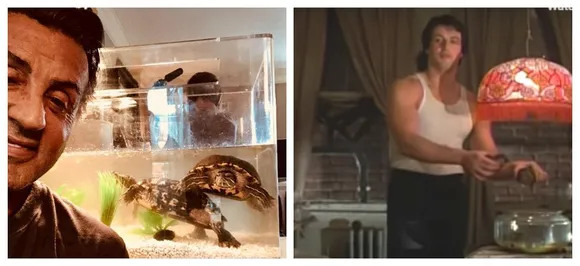 Sylvester Stallone kept the two turtles from â€˜Rockyâ€™, and they are now 44!