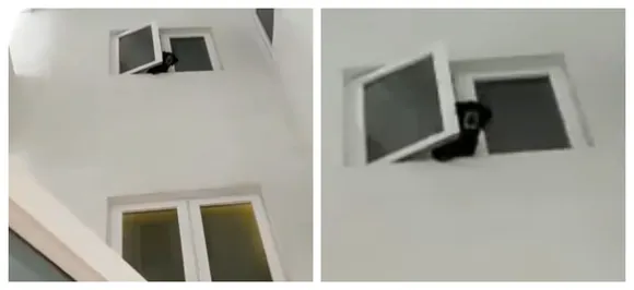 Singer accidentally keeps bear cub in flat thinking it was a stray dog, detained  