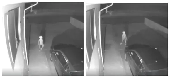 Dobby is that you? Security camera captures elf-like creature from Harry Potter, WATCH