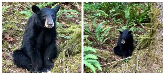 Tragic! â€˜Friendlyâ€™ young bear shot dead after people feed him to take selfies