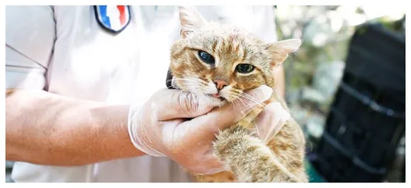 â€˜Cat-foxâ€™, a new species of cat discovered on Mediterranean Island of Corsica