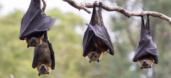 As Madhya Pradesh reels under power cuts, officials blame bats for disruption