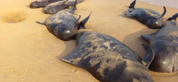 Lethal plastic trash causing slow death in Greece's whales: Study