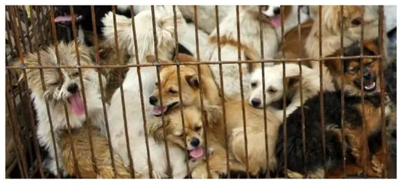 1.5 Million people petition to ban China's infamous Yulin Dog Meat festival