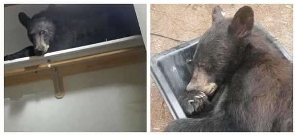 Bear breaks into home, unapologetically falls asleep in closet