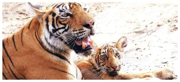 Tigress T-73 gives birth to three cubs at Ranthambore Tiger Reserve