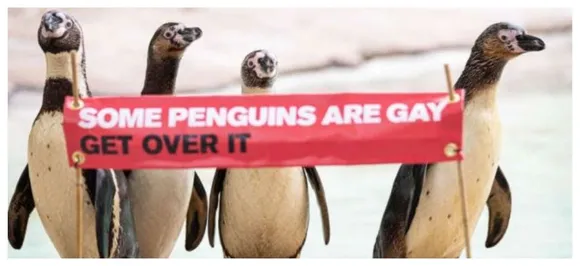 Penguins Gay Parade: London zoo holds first ever pride parade â€˜because some Penguins are gay, get over itâ€™