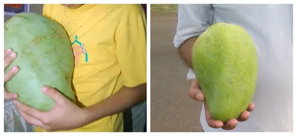 Meet the queen of mangoes, â€˜Noor Jahanâ€™, the worldâ€™s rarest and biggest mango found only in Alirajpur district 