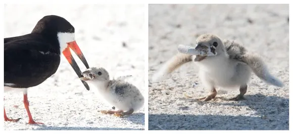 Mother bird feeding baby chick â€˜cigarette buttâ€™ draws concerns 