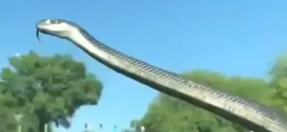 Driver uses windshield wiper to flick snake off car, video goes viral 
