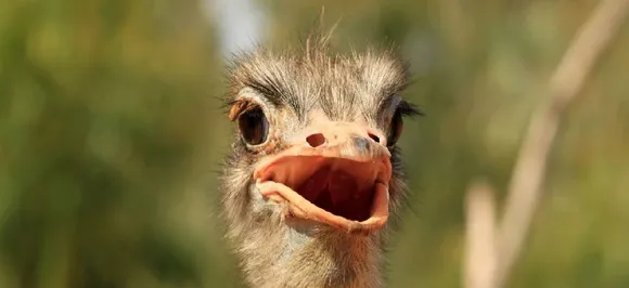 Fossil of bird 3 times larger than Ostrich found in Crimean Peninsula