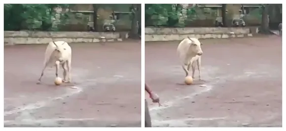 Seeing is believing! Cow plays football with group of boys in Goa, WATCH 