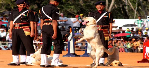 Army spent Rs 1.24 crore on its dog squad in 2018-19: Government