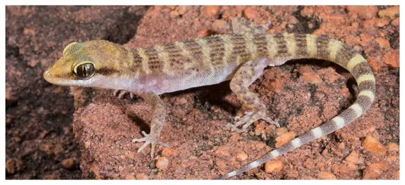 Man who ate 'lizardâ€™ as challenge dies of â€˜salmonella infectionâ€™ 10 days later 