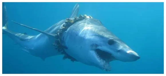 Hundreds of sharks, rays tangled in plastic says study