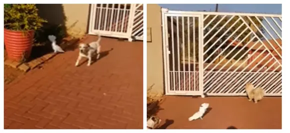 A dog-bird? Cuckatoo bird 'barks' and keep watch of house with other dogs, WATCH 