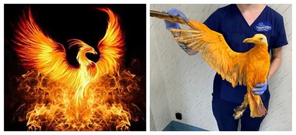 Phoenix-like bird turns out to be seagull covered in curry