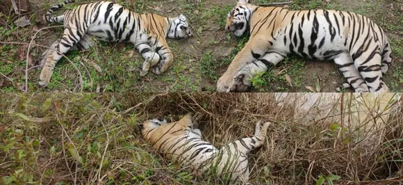 The lost roar! Tigress, 2 cubs found dead in in Maharashtra's Chandrapur, probe ordered  