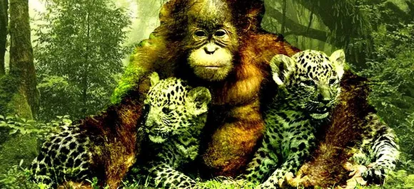 Deforestation + climate change = dead end for wildlife